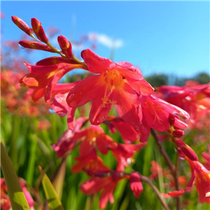 Crocosmia 'Queen Alexander'